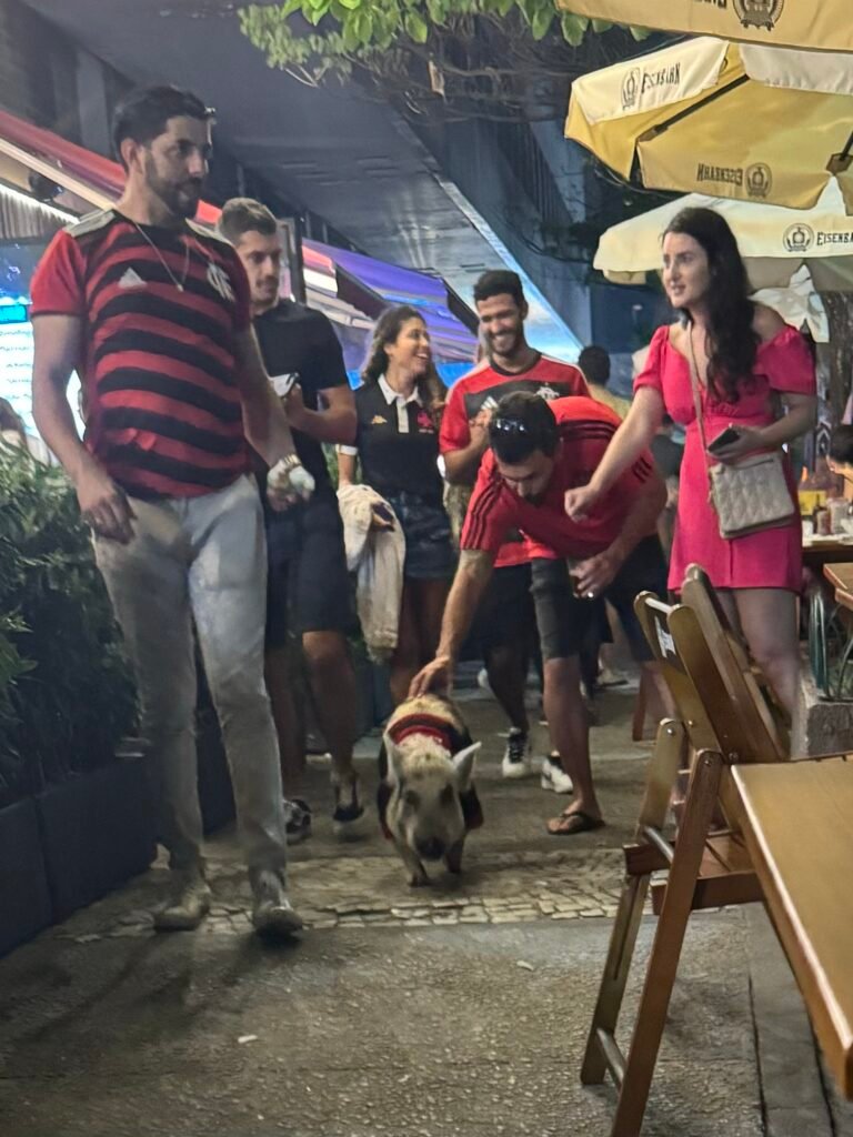 Flamengo pig walking the streets of Botafogo